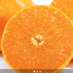 ブランド柑橘 はまさきのお取り寄せ　ギルトシティ